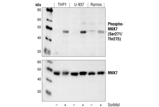 Western Blotting Image 1: Phospho-MKK7 (Ser271/Thr275) Antibody