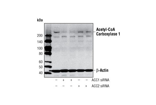  Image 4: Acetyl-CoA Carboxylase 1 and 2 Antibody Sampler Kit