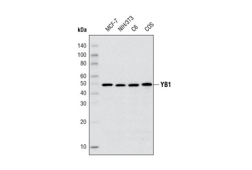 Western Blotting Image 1: YB1 (D299) Antibody
