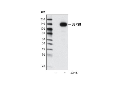 Western Blotting Image 1: USP28 Antibody