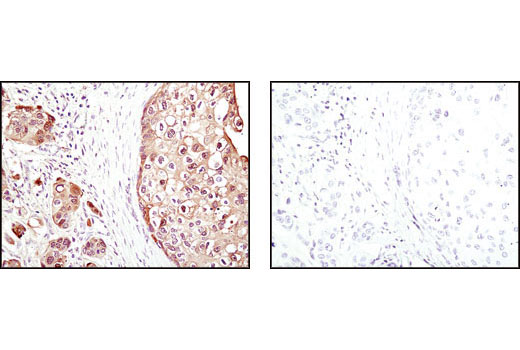 Immunohistochemistry Image 1: 4E-BP1 (53H11) Rabbit mAb (BSA and Azide Free)