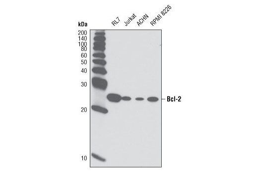  Image 12: Pro-Survival Bcl-2 Family Antibody Sampler Kit