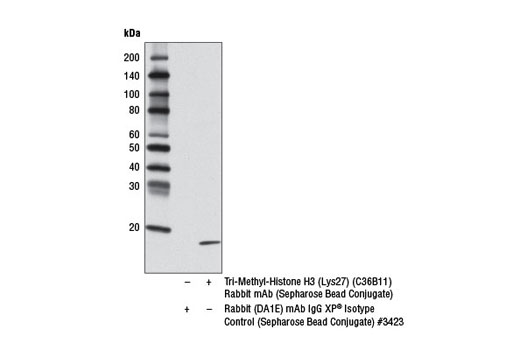 Immunoprecipitation Image 1: Tri-Methyl-Histone H3 (Lys27) (C36B11) Rabbit mAb (Sepharose® Bead Conjugate)