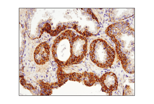  Image 28: Mitochondrial Dynamics Antibody Sampler Kit