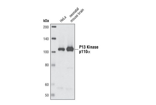 Image 6: PI3 Kinase Antibody Sampler Kit