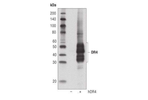  Image 12: Death Receptor Antibody Sampler Kit II