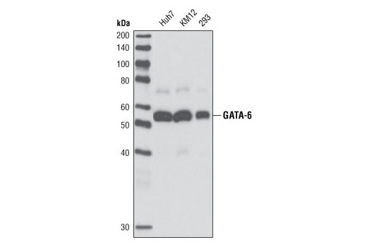 Western Blotting Image 1: GATA-6 (A549) Antibody