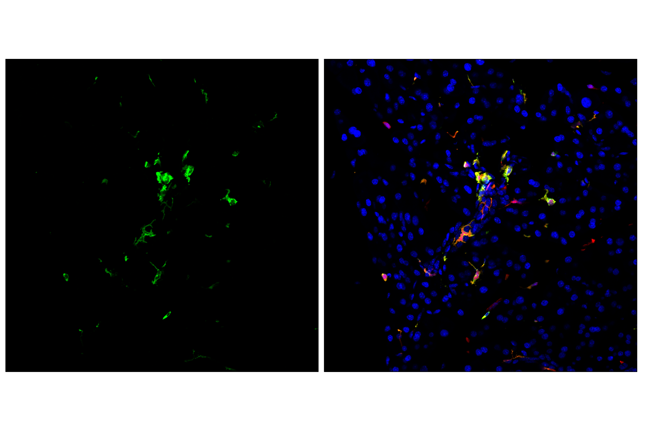 Immunofluorescence Image 1: MHC Class II (I-A/I-E) (M5/114.15.2) Rat mAb (FITC Conjugate)