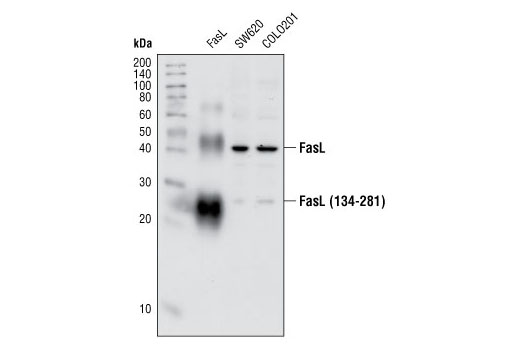 Western Blotting Image 1: FasL Antibody