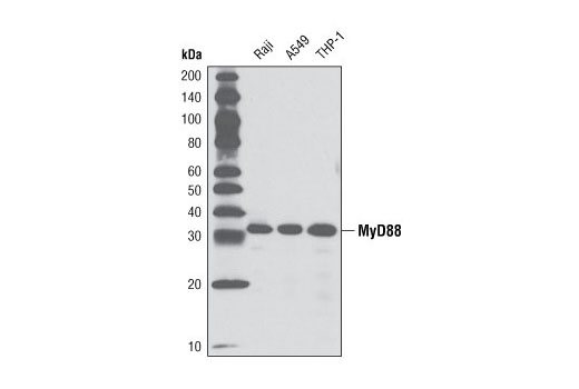  Image 4: Myddosome Complex Antibody Sampler Kit
