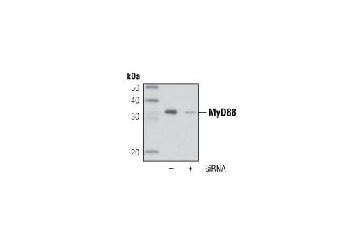  Image 14: Myddosome Complex Antibody Sampler Kit