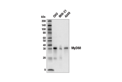  Image 26: Myddosome Complex Antibody Sampler Kit