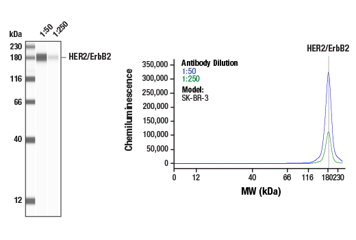  Image 1: Phospho-HER2/ErbB2 Antibody Sampler Kit