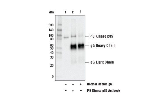 Immunoprecipitation Image 1: PI3 Kinase p85 Antibody