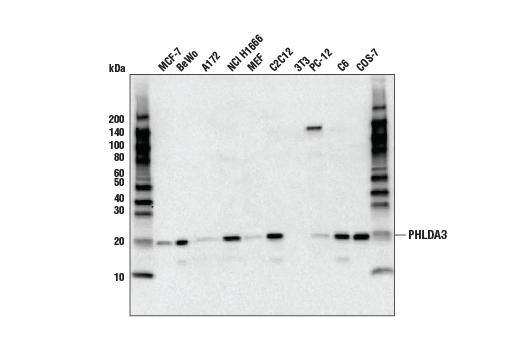  Image 2: PHLDA3 Antibody
