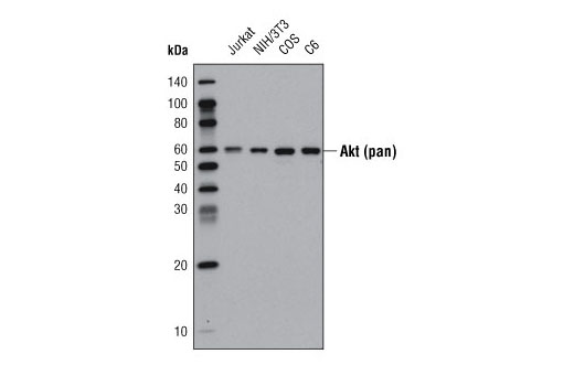 Western Blotting Image 1: Akt (pan) (40D4) Mouse mAb (HRP Conjugate)