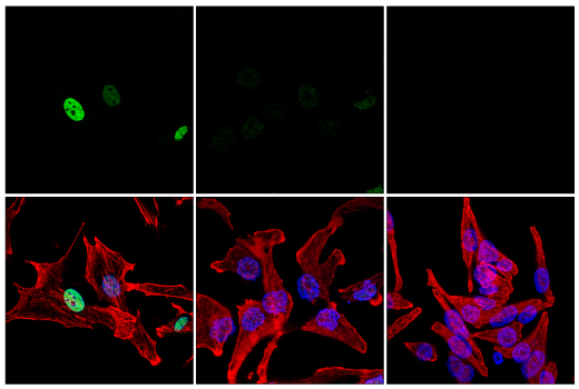 Immunofluorescence Image 1: C/EBPβ (E2K1U) Rabbit mAb