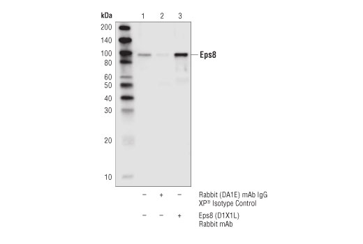 Immunoprecipitation Image 1: Eps8 (D1X1L) Rabbit mAb