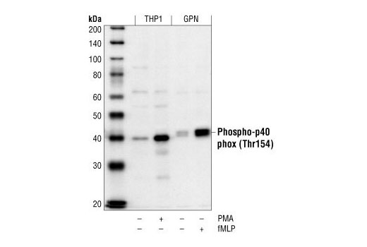 Western Blotting Image 1: Phospho-p40phox (Thr154) Antibody