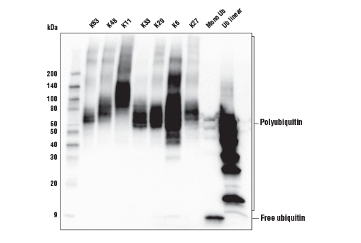  Image 20: MHC Class I Antigen Processing and Presentation Antibody Sampler Kit