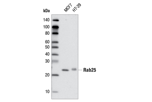 Western Blotting Image 2: Rab25 Antibody