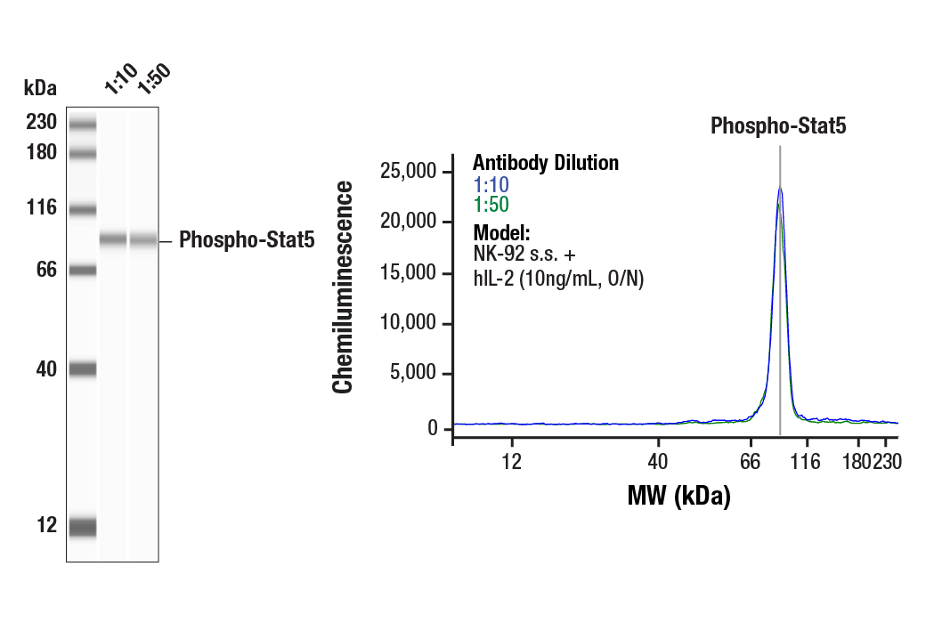  Image 1: PhosphoPlus® Stat5 (Tyr694) Antibody Kit
