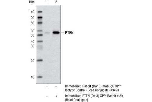 Immunoprecipitation Image 1: PTEN (D4.3) XP® Rabbit mAb (Sepharose® Bead Conjugate)