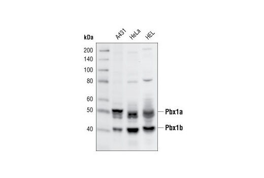 Western Blotting Image 2: Pbx1 Antibody