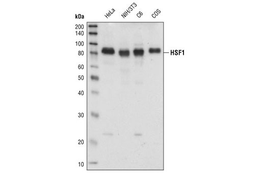 Western Blotting Image 1: HSF1 Antibody