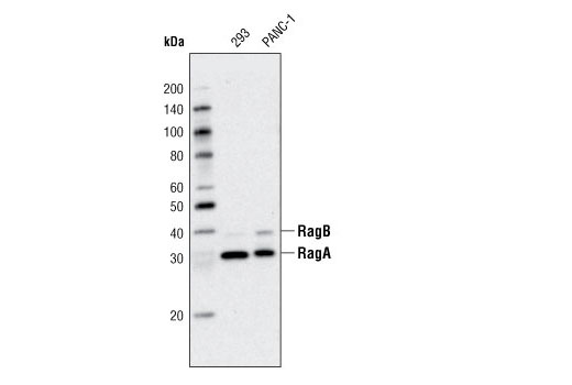  Image 5: Rag Protein Antibody Sampler Kit