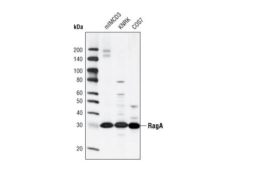  Image 11: Rag Protein Antibody Sampler Kit