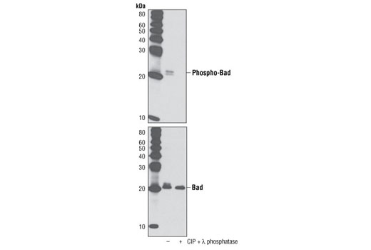  Image 8: Phospho-Bad Antibody Sampler Kit