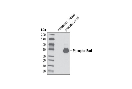 Image 10: Phospho-Bad Antibody Sampler Kit