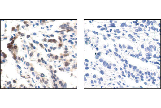 Immunohistochemistry Image 4: Phospho-p44/42 MAPK (Erk1/2) (Thr202/Tyr204) (20G11) Rabbit mAb