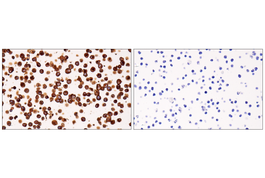 Immunohistochemistry Image 8: MHC Class II (LGII-612.14) Mouse mAb (BSA and Azide Free)