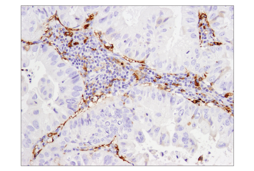 Immunohistochemistry Image 3: CD14 (D7A2T) Rabbit mAb (BSA and Azide Free)
