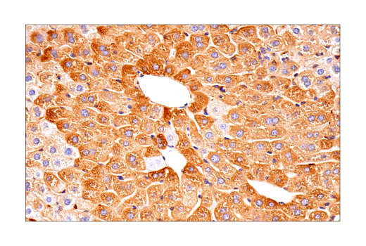 Immunohistochemistry Image 8: FTH1 (D1D4) Rabbit mAb