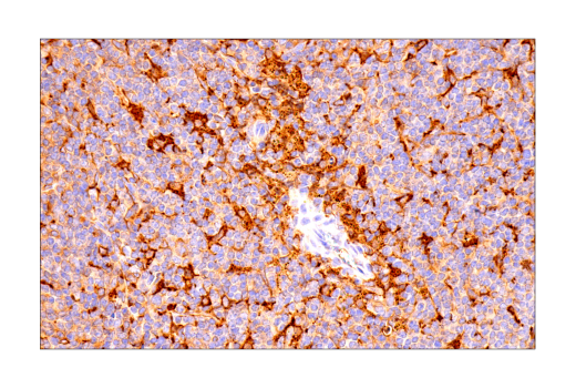 Immunohistochemistry Image 9: FTH1 (D1D4) Rabbit mAb
