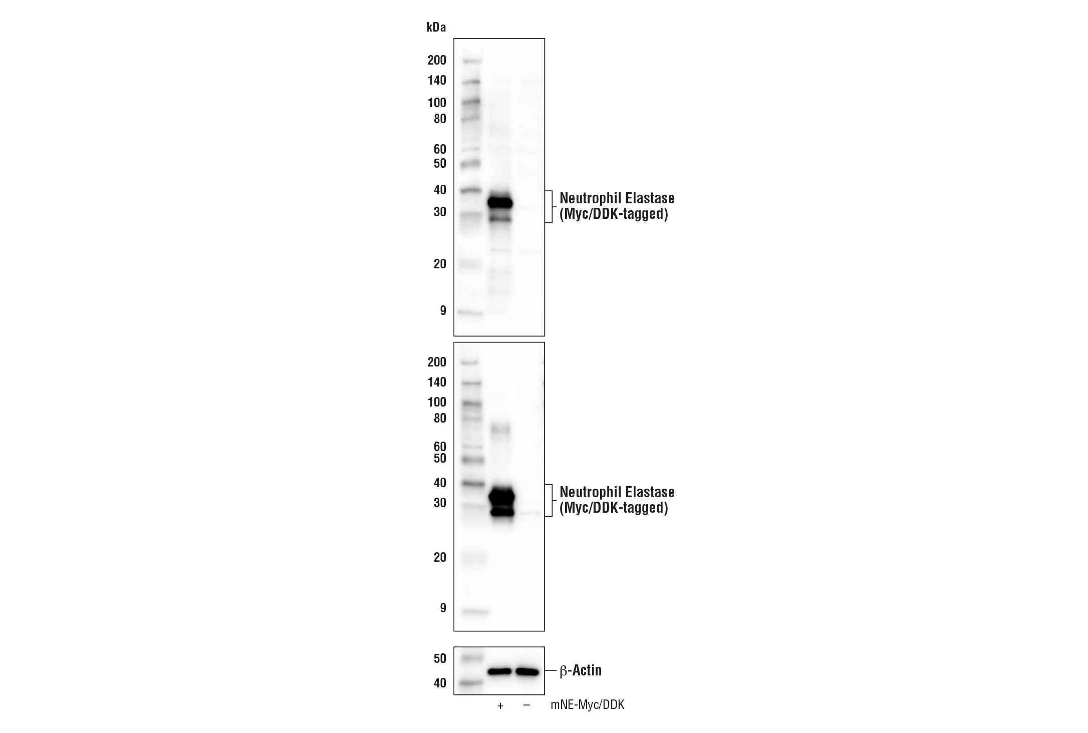 Western Blotting Image 2: Neutrophil Elastase Antibody (Rodent Reactive)