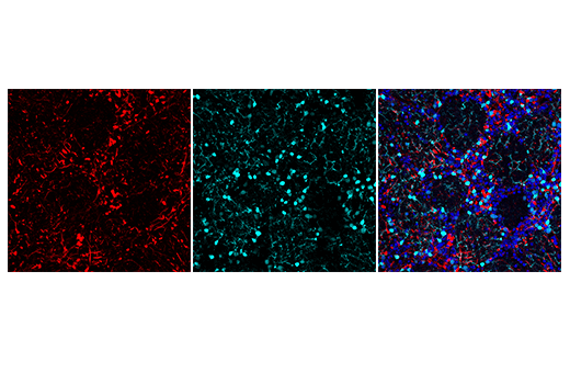 Immunofluorescence Image 1: Anti-mouse IgG (H+L), F(ab')2 Fragment (Alexa Fluor® 647 Conjugate)