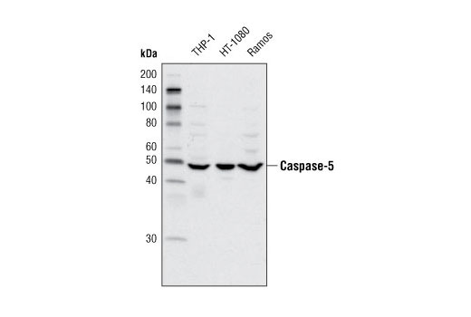 Western Blotting Image 1: Caspase-5 Antibody