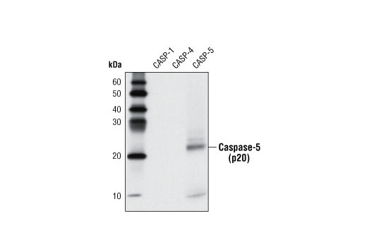Western Blotting Image 2: Caspase-5 Antibody