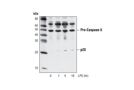 Western Blotting Image 3: Caspase-5 Antibody