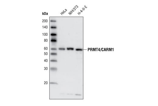 Western Blotting Image 1: PRMT4/CARM1 Antibody