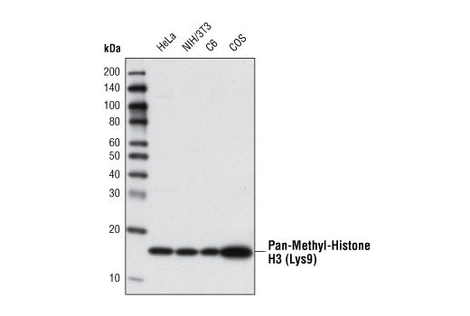 Western Blotting Image 1: Pan-Methyl-Histone H3 (Lys9) (D54) XP® Rabbit mAb