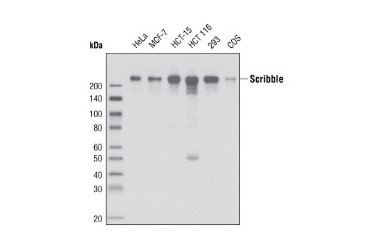 Western Blotting Image 1: Scribble Antibody