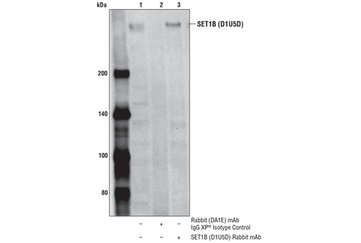  Image 18: SET1/COMPASS Antibody Sampler Kit