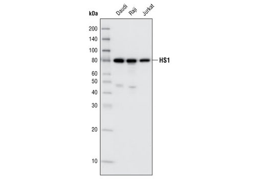 Western Blotting Image 1: HS1 Antibody