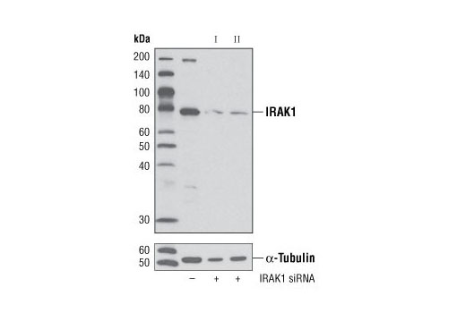  Image 9: IRAK Isoform Antibody Sampler Kit
