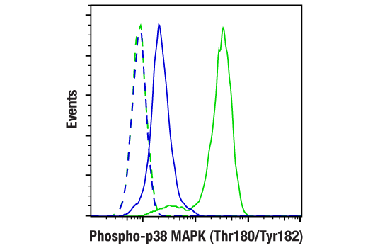  Image 13: PhosphoPlus® p38 MAPK (Thr180/Tyr182) Antibody Kit